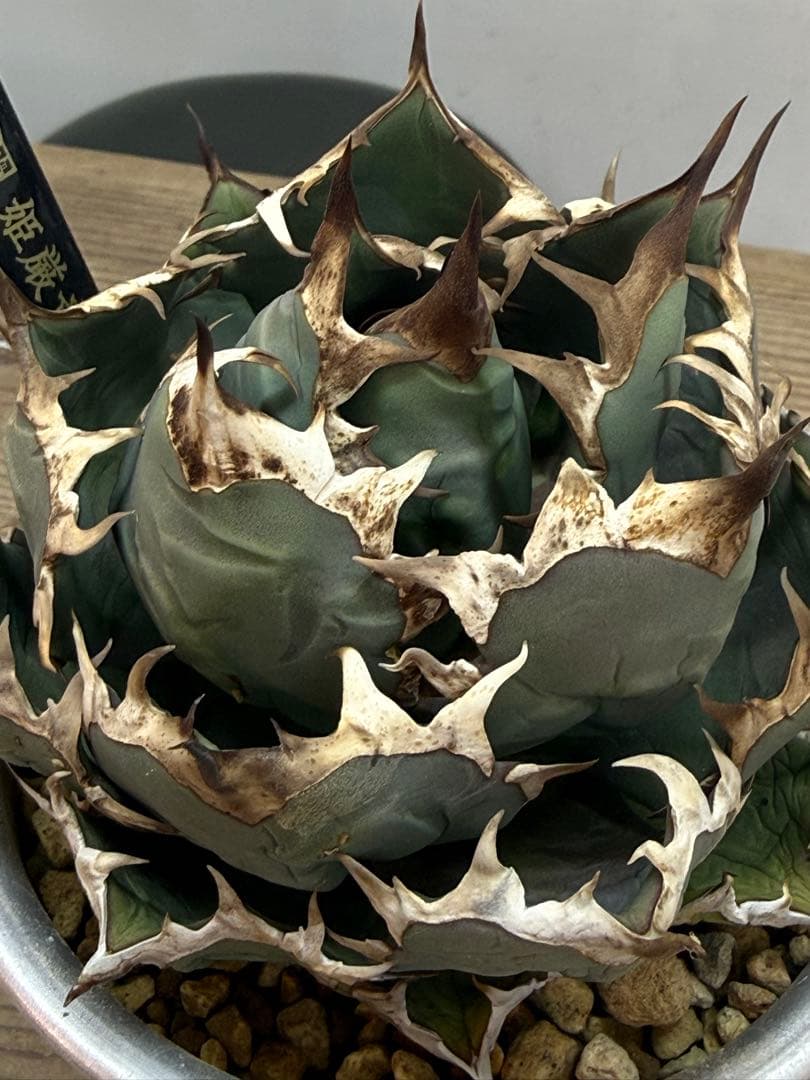 姫厳竜　【発根済】【m &m】【ボールタイプ】