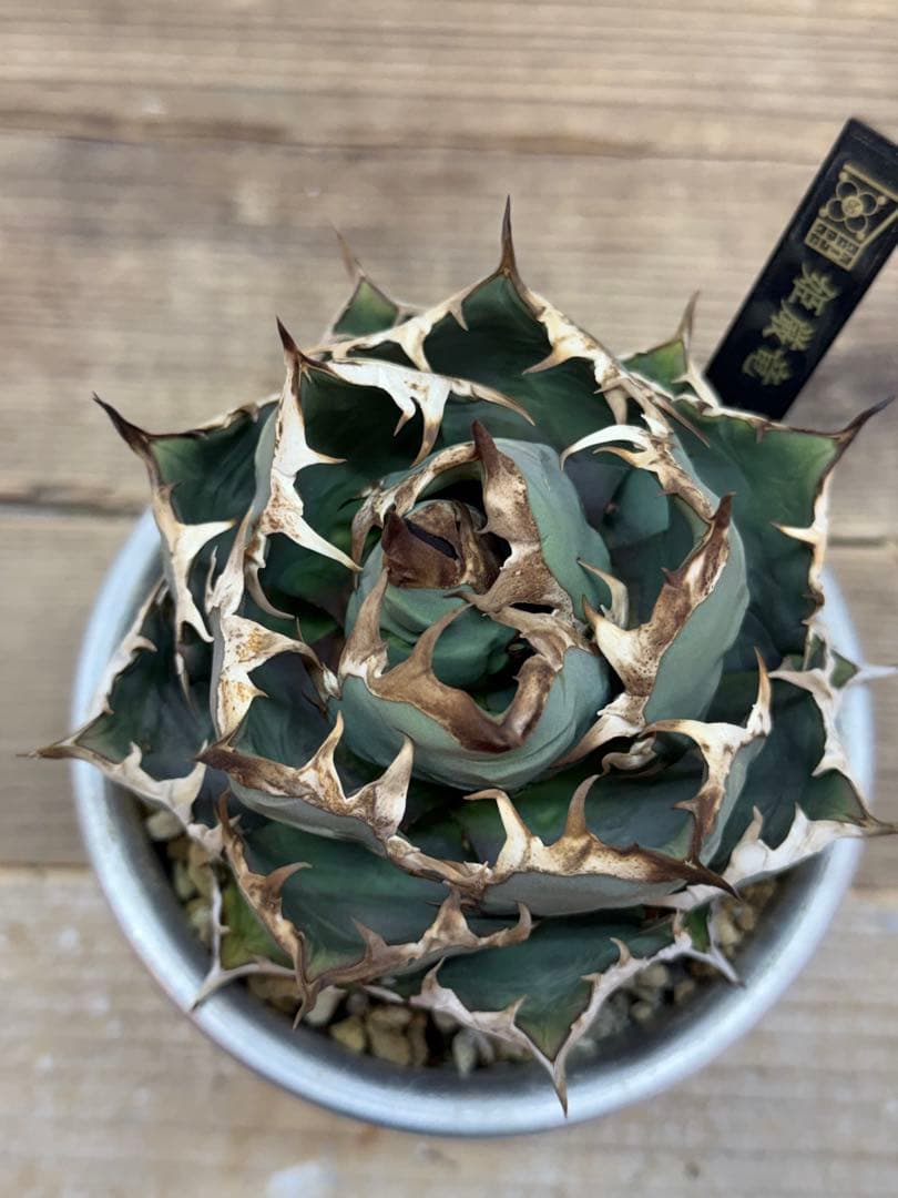 姫厳竜　【発根済】【m &m】【ボールタイプ】