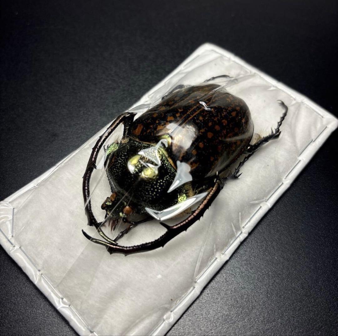 標本68.5mm ゲストロイテナガコガネ Cheirotonus gestroi