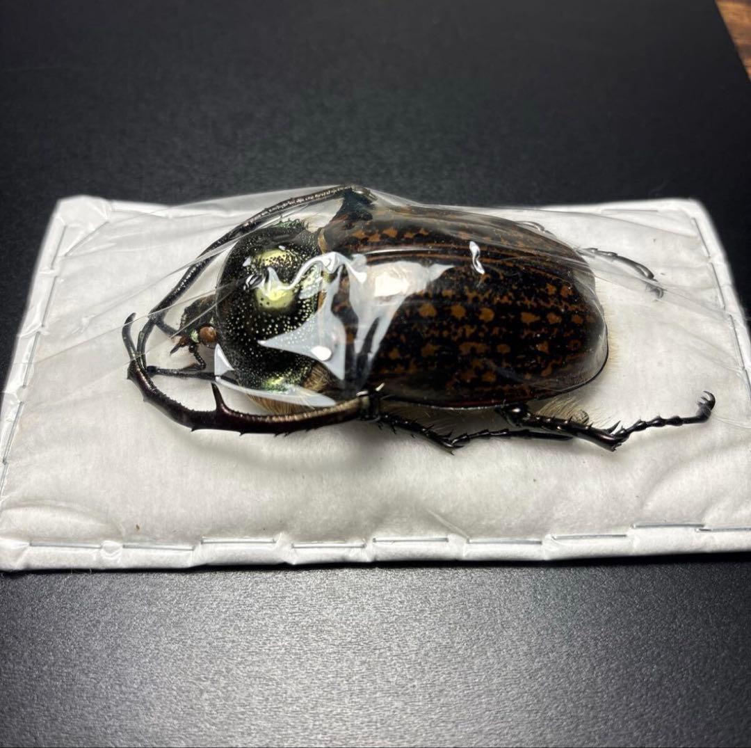 標本68.5mm ゲストロイテナガコガネ Cheirotonus gestroi