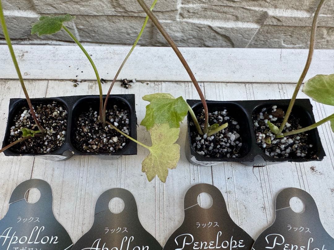 takamitsu■花苗ラナンキュラスラックス■アポロン&ペネロペ追加