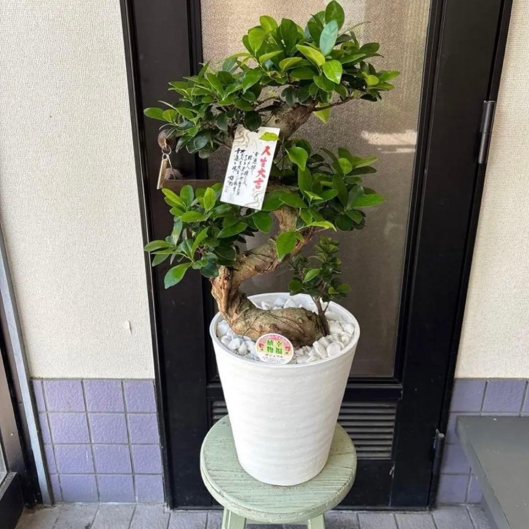 厳選株　ガジュマル　盆栽仕立て　昇り龍　曲がり　受け皿付き　８号鉢