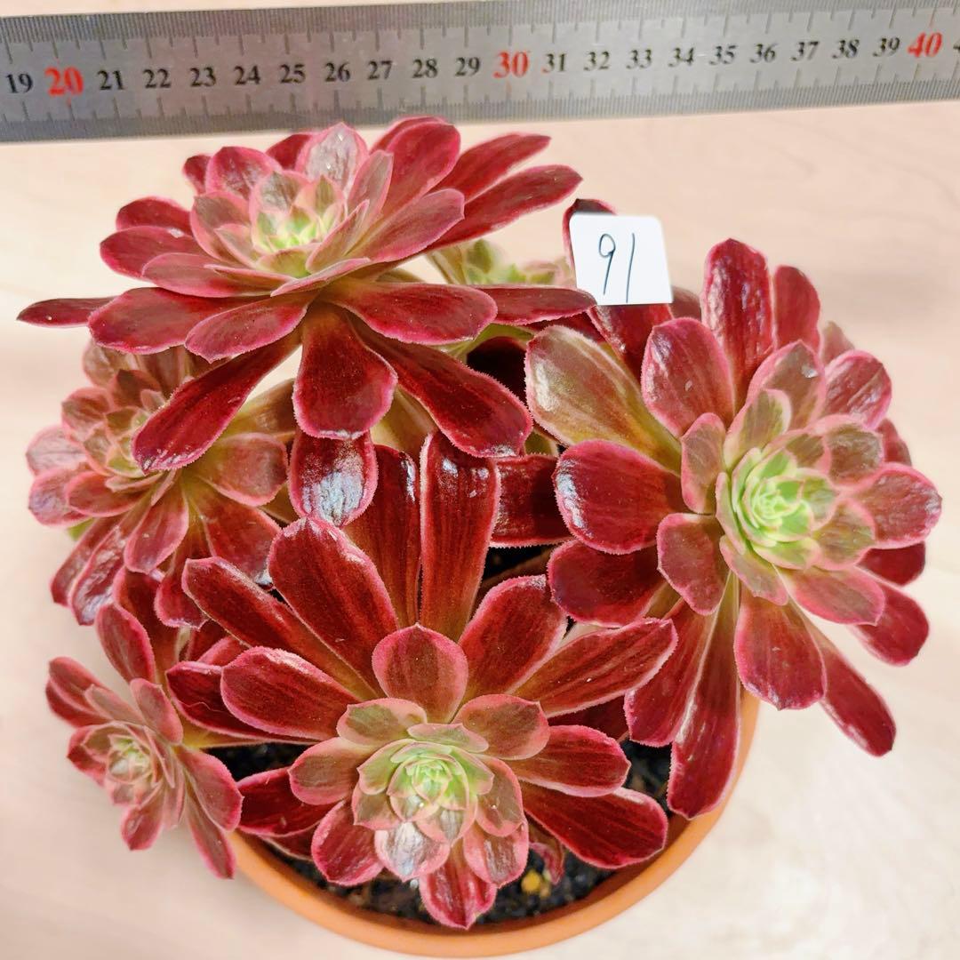 91#多肉植物アエオニウム錦❤️ 白ウエディングドレス ❤️6頭20cm拔き苗