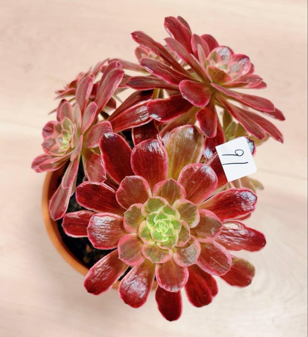 91#多肉植物アエオニウム錦❤️ 白ウエディングドレス ❤️6頭20cm拔き苗