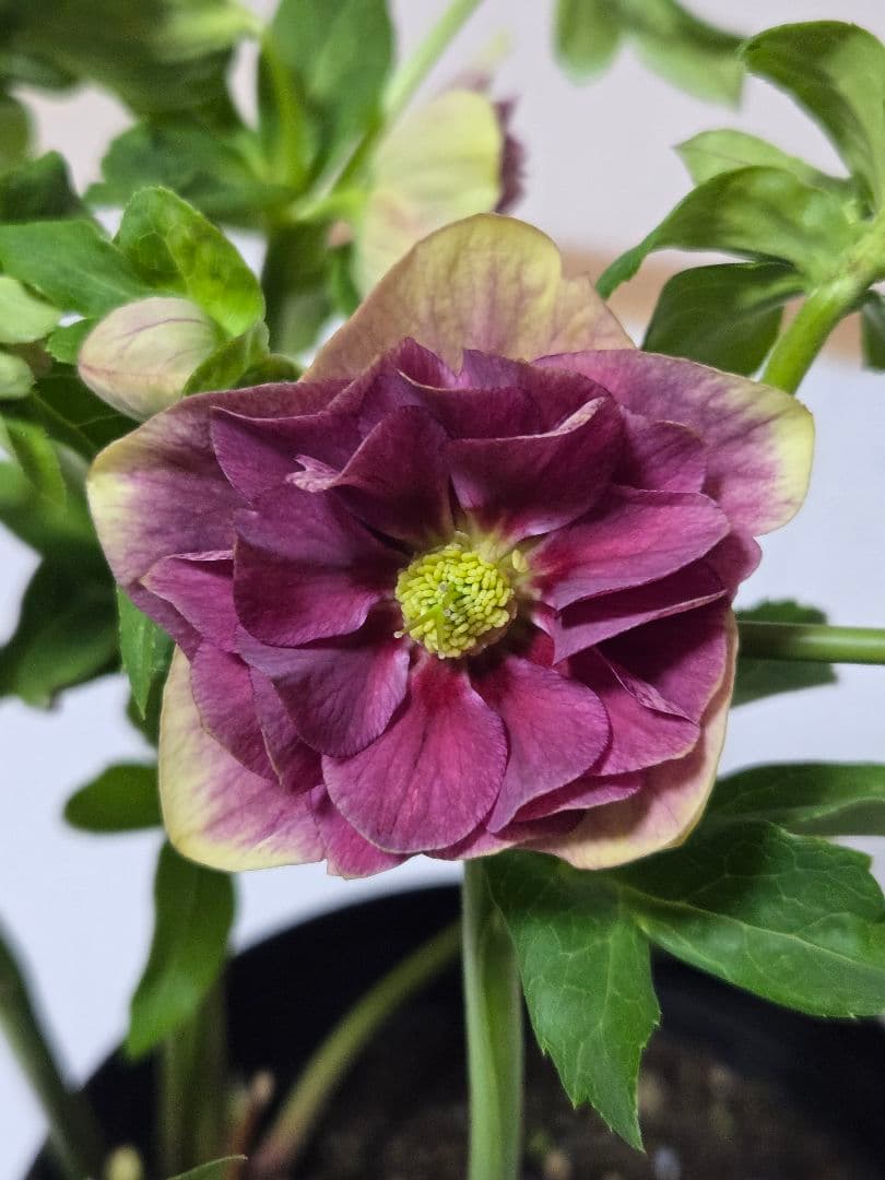 ☆クリスマスローズ☆多弁　リバースアンティークレッドバイカラー☆6号鉢☆