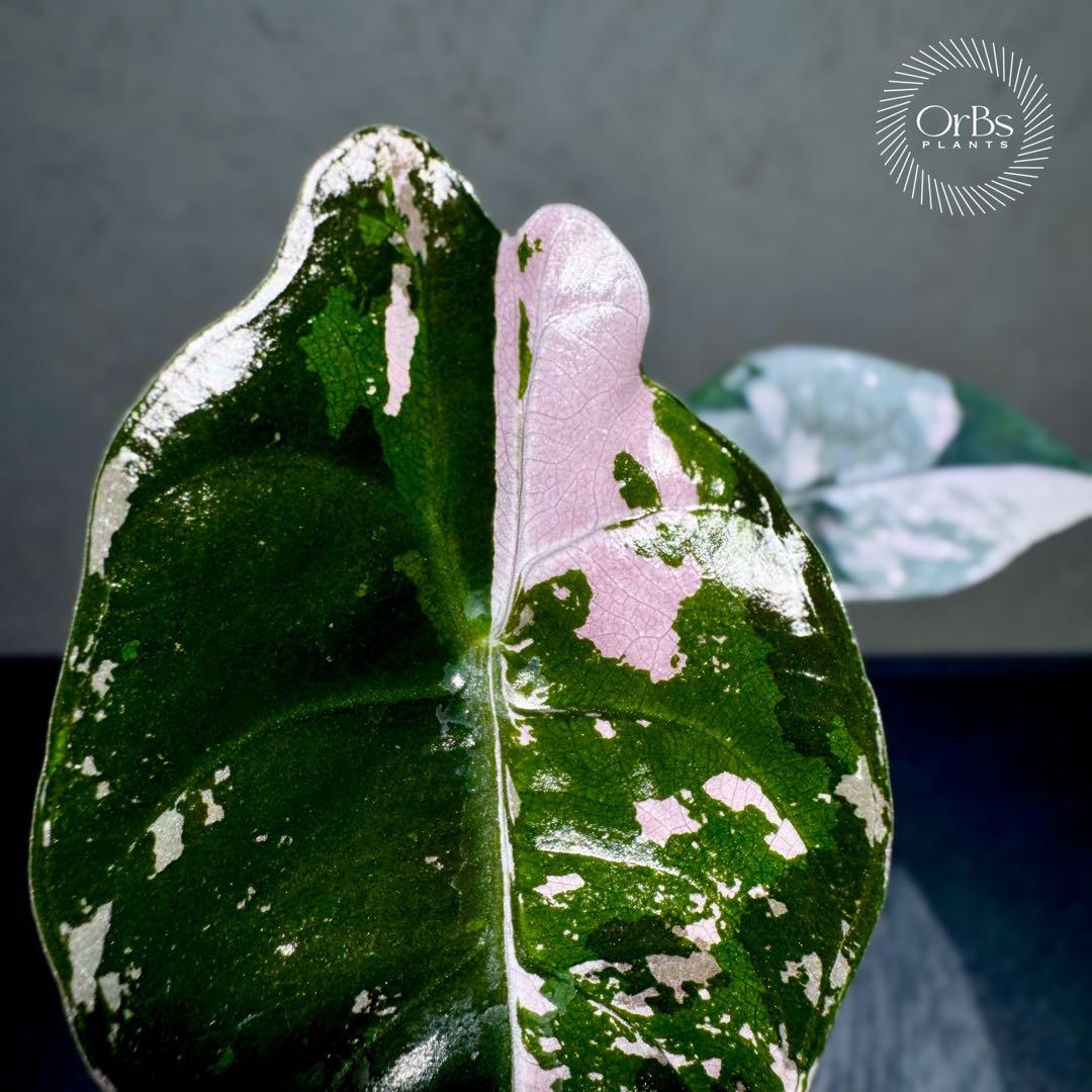 【最終特価】アロカシア シャントリエリ ピンク斑入り 優良株 鉢のまま発送