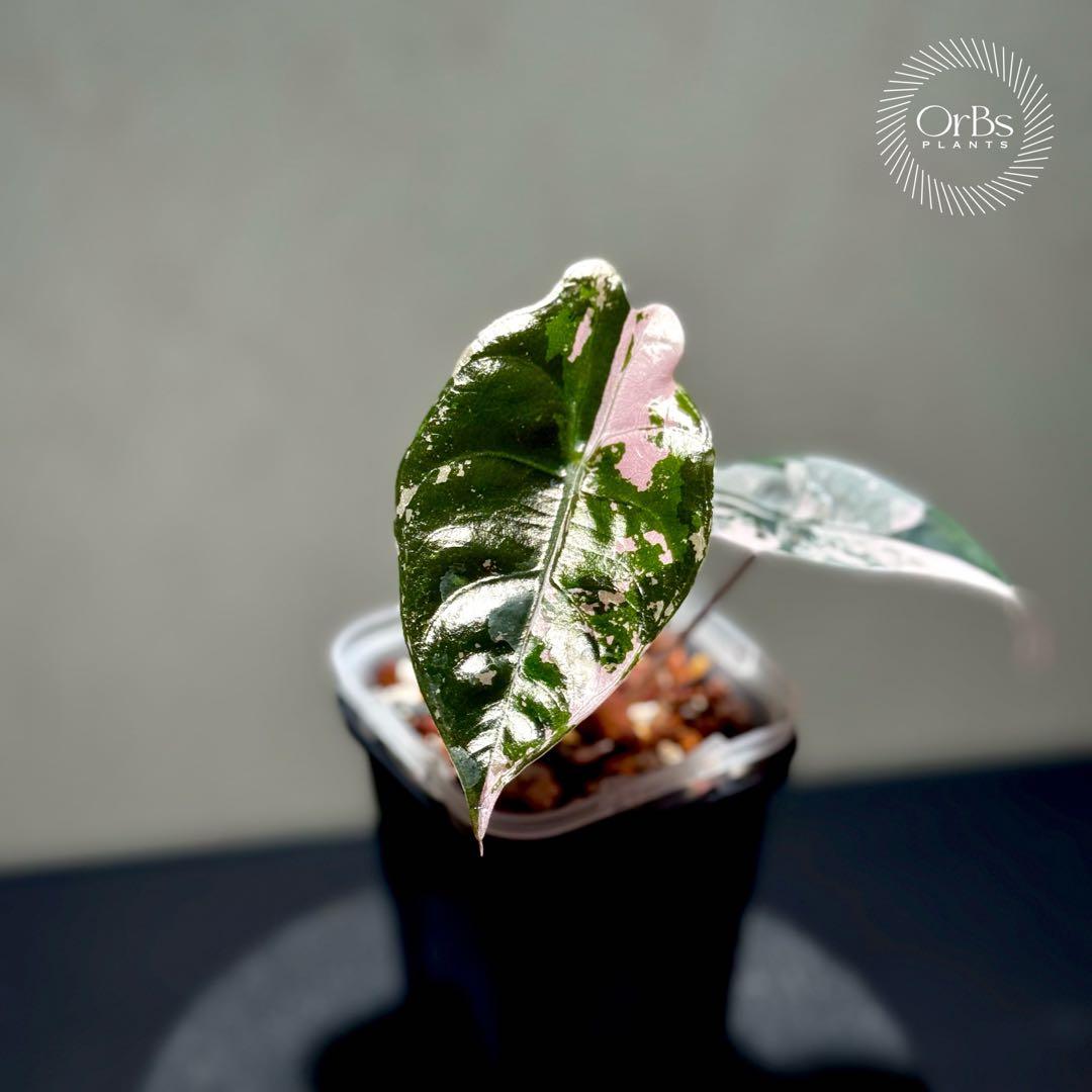 【最終特価】アロカシア シャントリエリ ピンク斑入り 優良株 鉢のまま発送