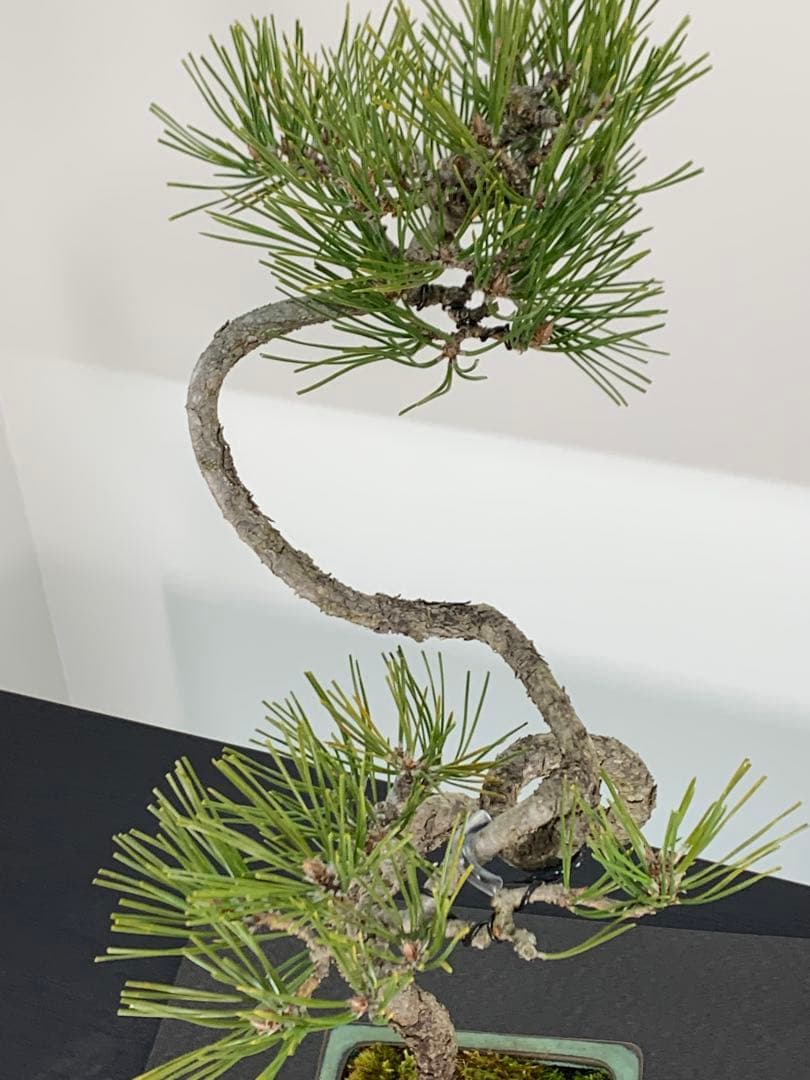 曲芸の美　幹流れの乙な文人黒松　樹高約43cm（検索/懸崖　真柏　赤松　盆栽）