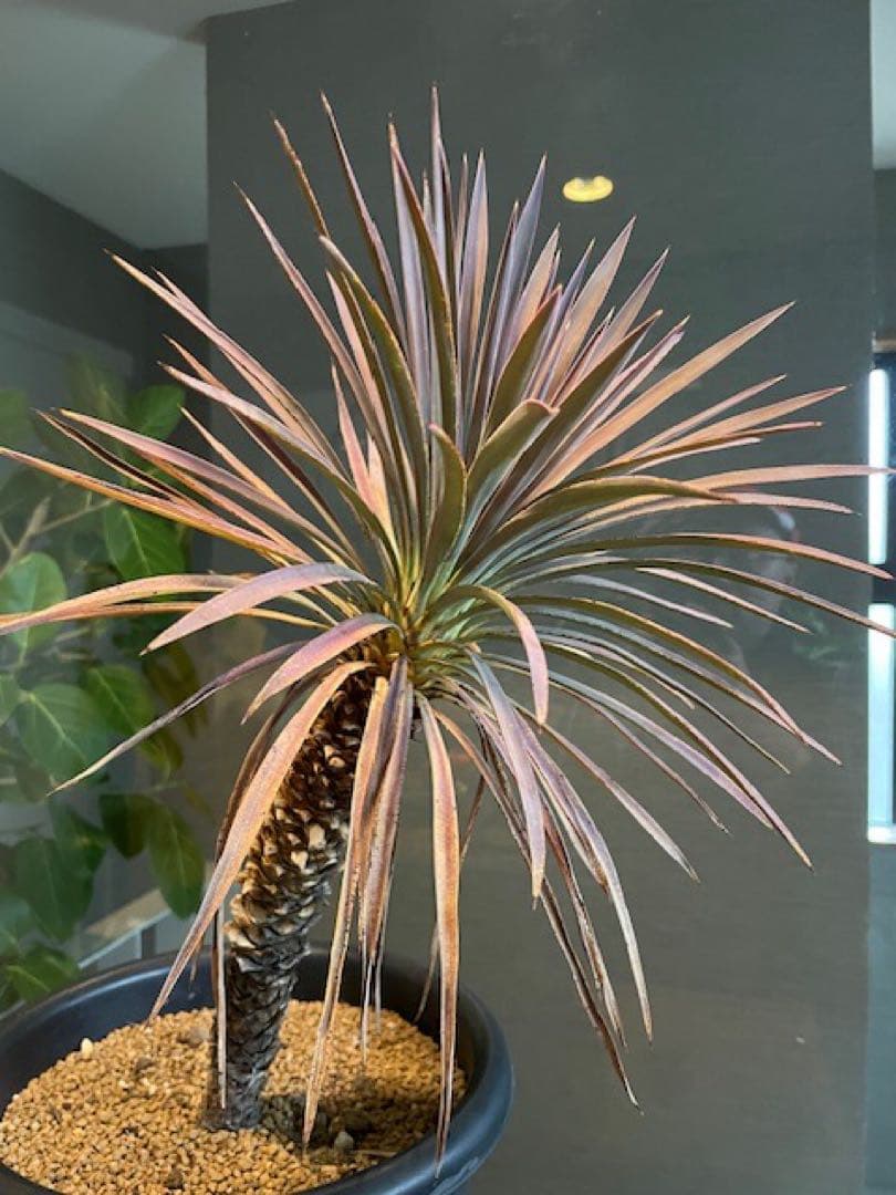 直接のお引取歓迎■ユッカ・デスメティアーナ/63cm■5年もの紅葉した葉