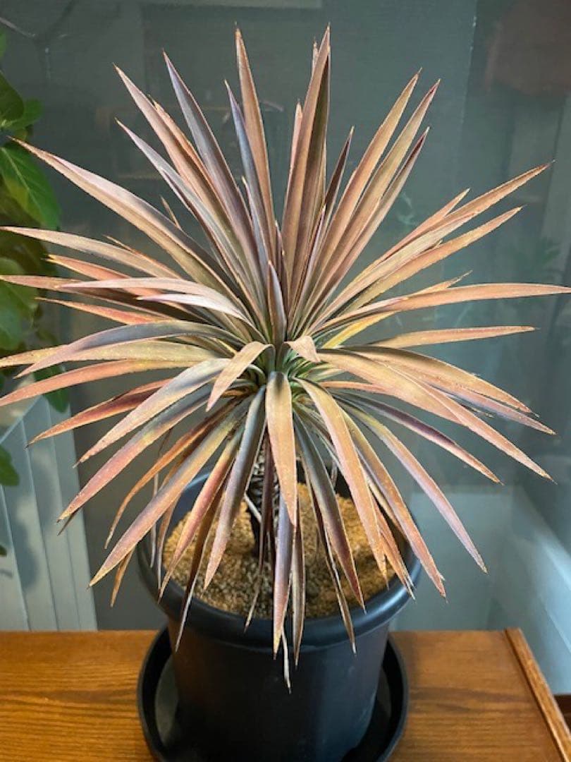 直接のお引取歓迎■ユッカ・デスメティアーナ/63cm■5年もの紅葉した葉