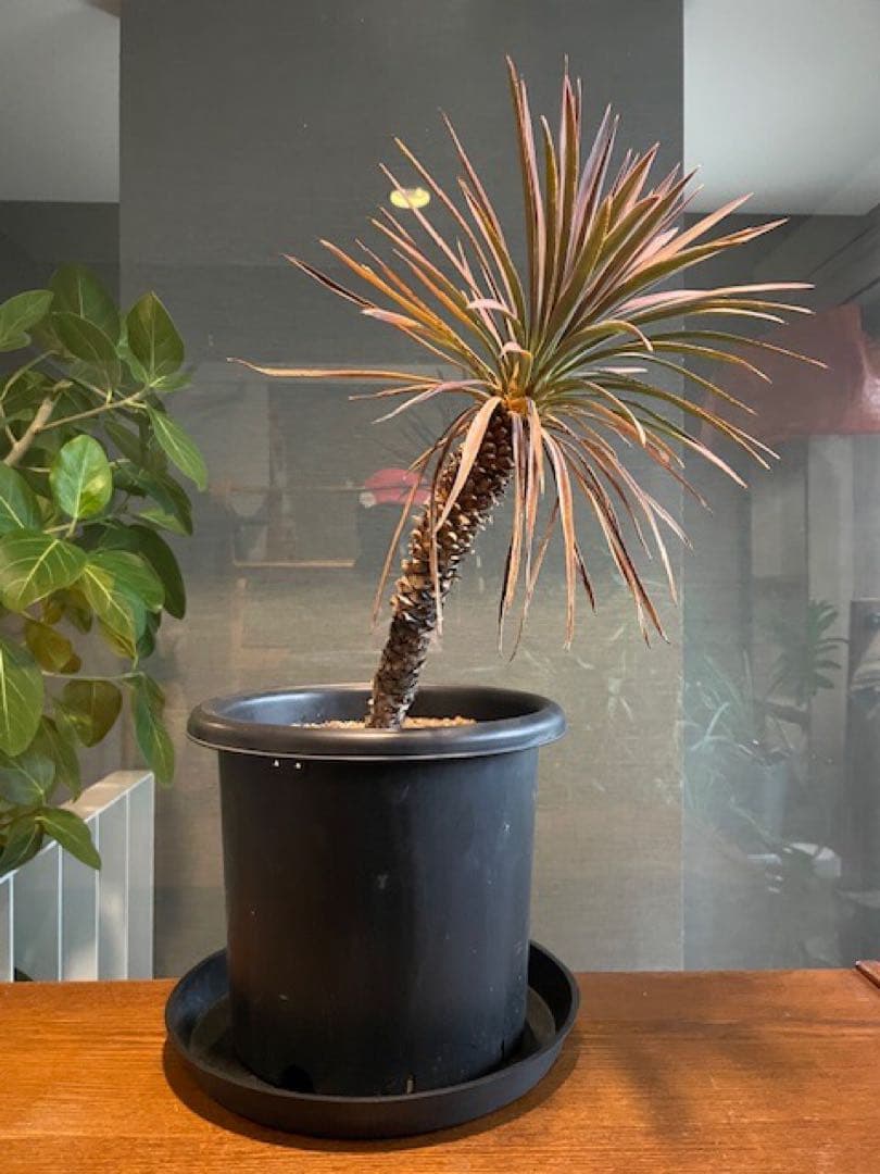 直接のお引取歓迎■ユッカ・デスメティアーナ/63cm■5年もの紅葉した葉