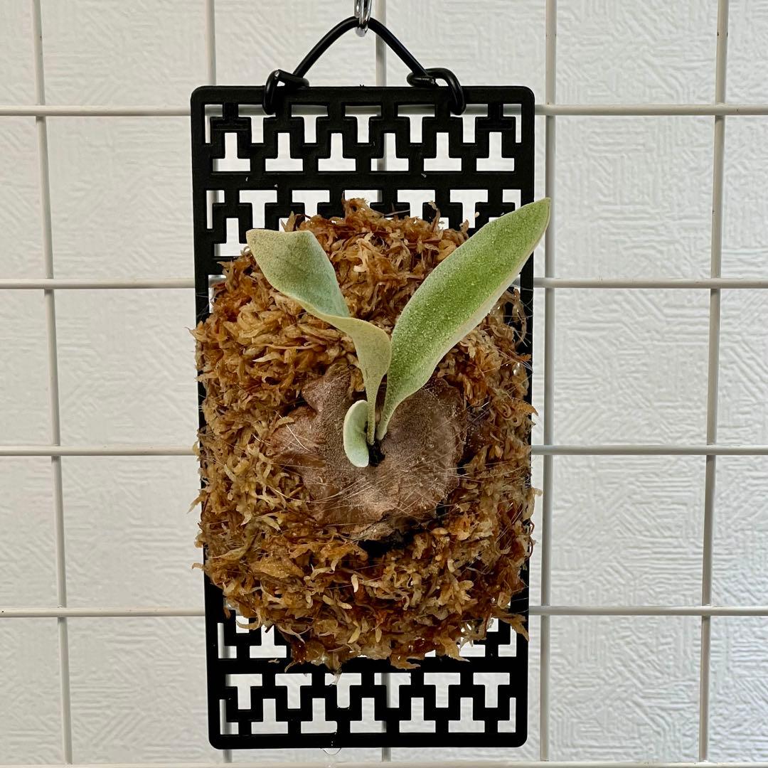 OC子株 platycerium ginka 銀華 pup ギンカ64ビカクシダ