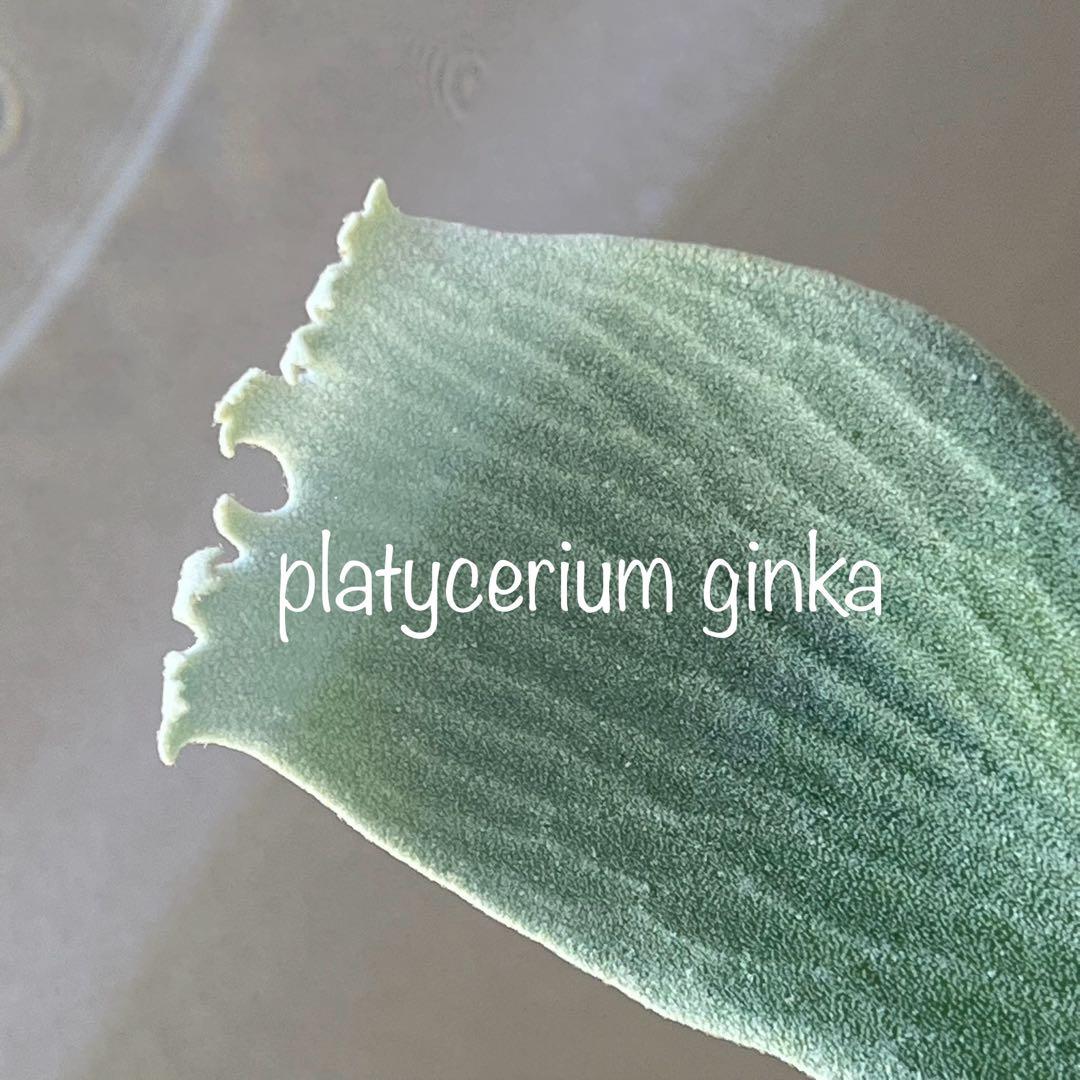 OC子株 platycerium ginka 銀華 pup ギンカ64ビカクシダ