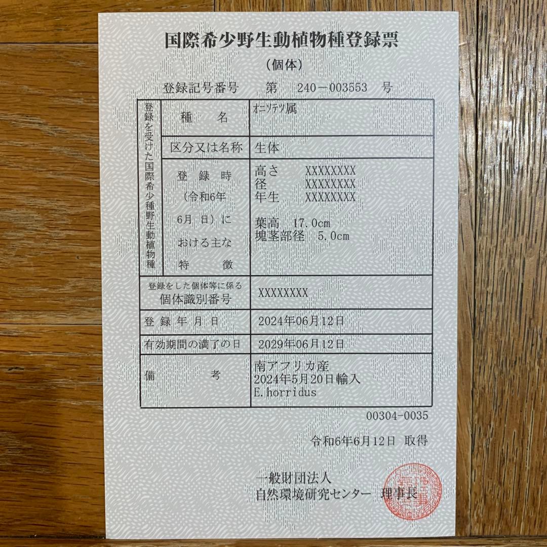 【南ア産・発根済】エンセファラルトス・ホリダス ｜ショートリーフ葉性良！