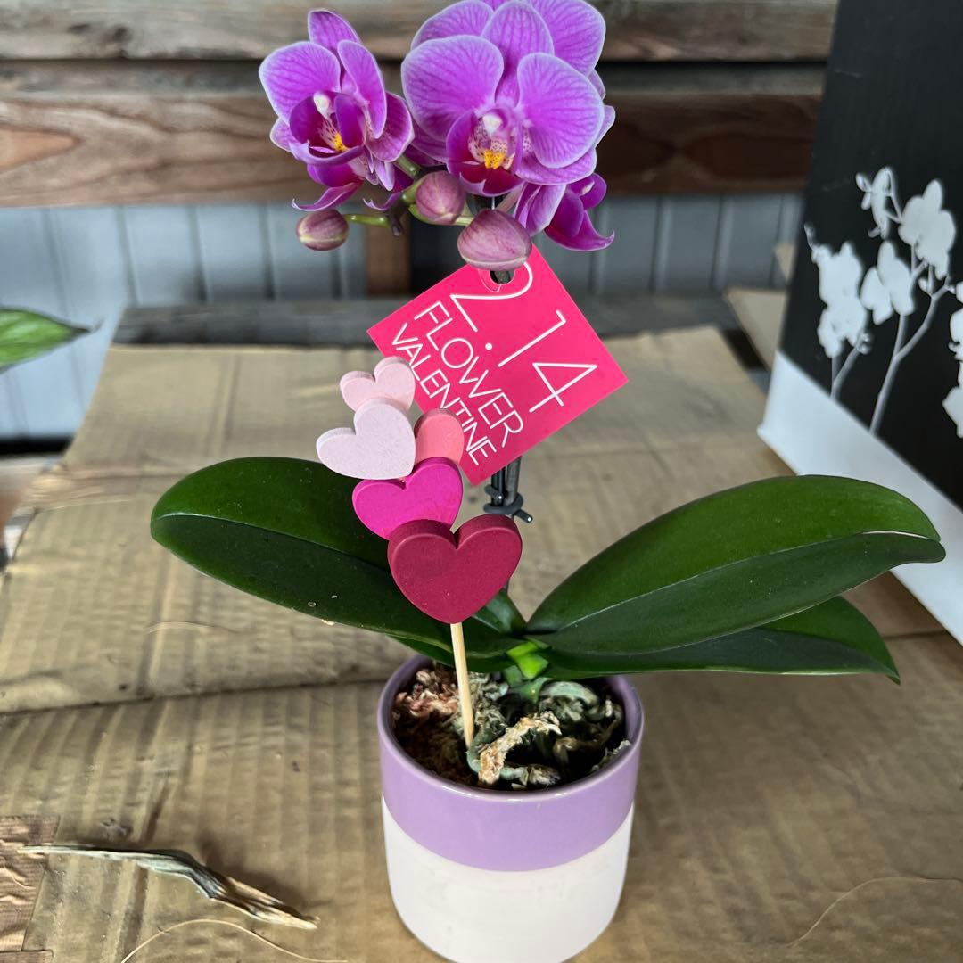 phal ミニ胡蝶蘭　8鉢セット