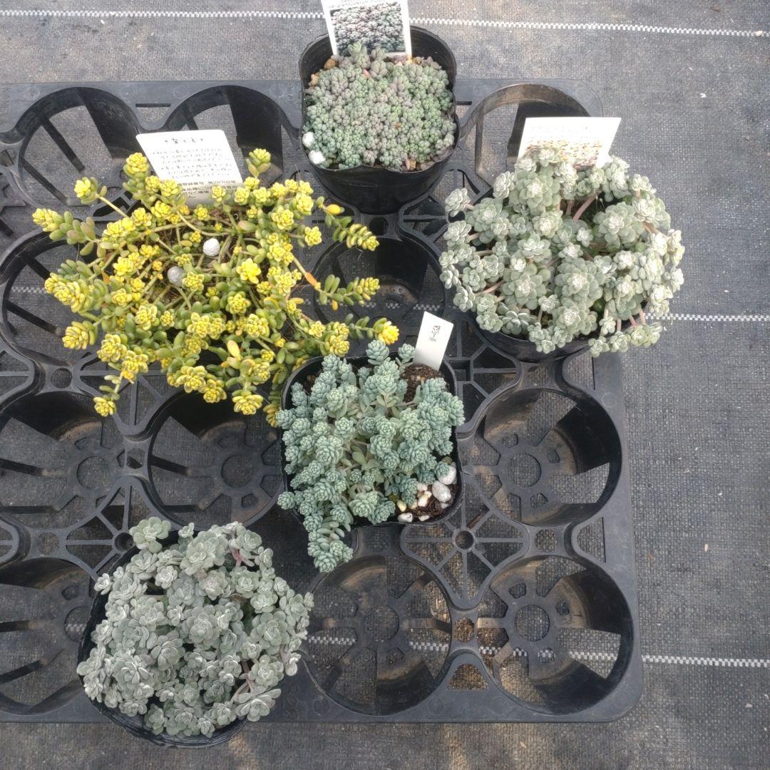 koneko*•.¸¸εïзさん専用