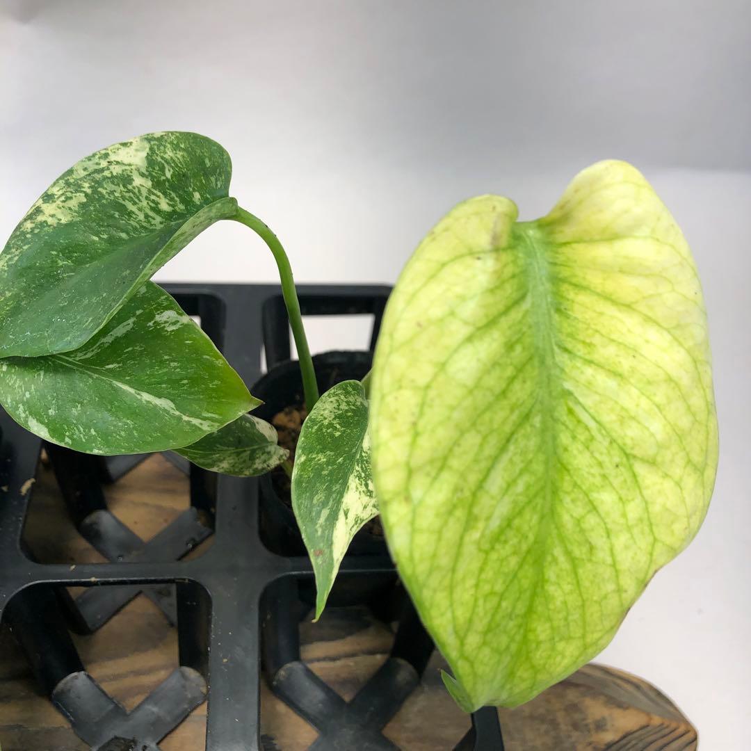 ち*え様 MS109 白怪兽 ホワイトモンスター 天津蘭 モンステラ斑入り　デリ