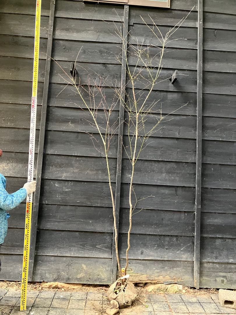 51 山採り　イロハモミジ