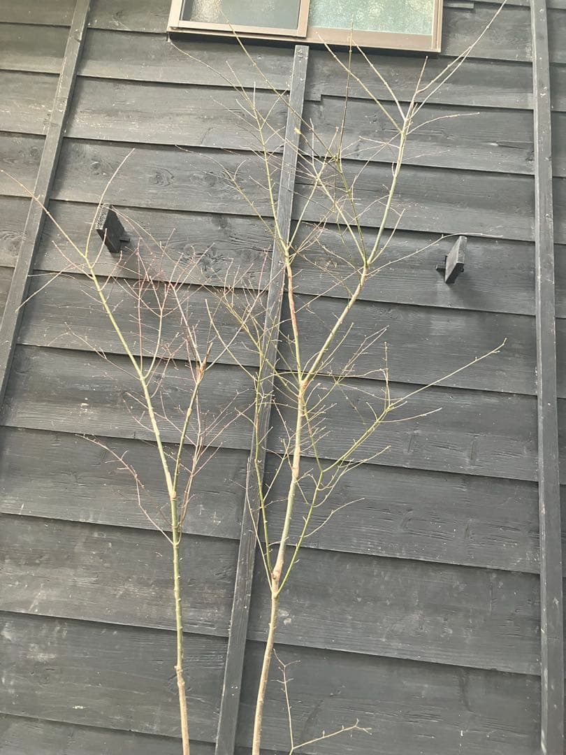 51 山採り　イロハモミジ