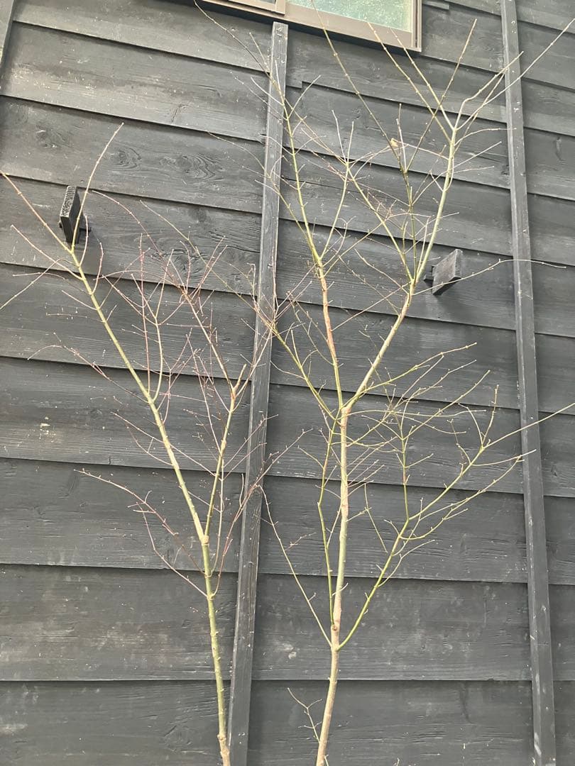 51 山採り　イロハモミジ