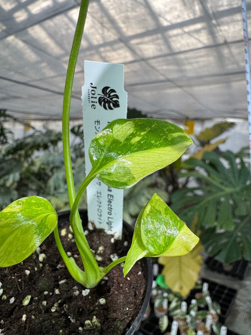 E5モンステラ　エレクトロライト　美斑入り株　送料込み