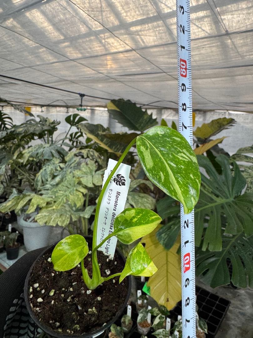 E5モンステラ　エレクトロライト　美斑入り株　送料込み