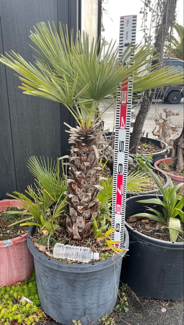 引き取り限定　チャボトウジュロ　チャメロプス　観葉植物 約90cm 黒鉢