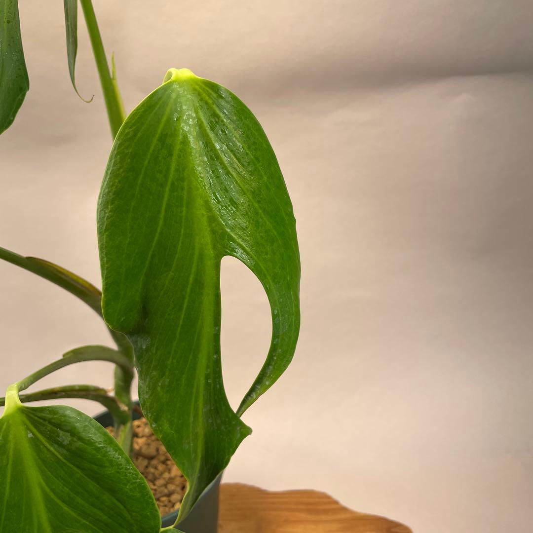 S*T様 L031モンステラ　デリシオーサ　 バールマルクスフレーム