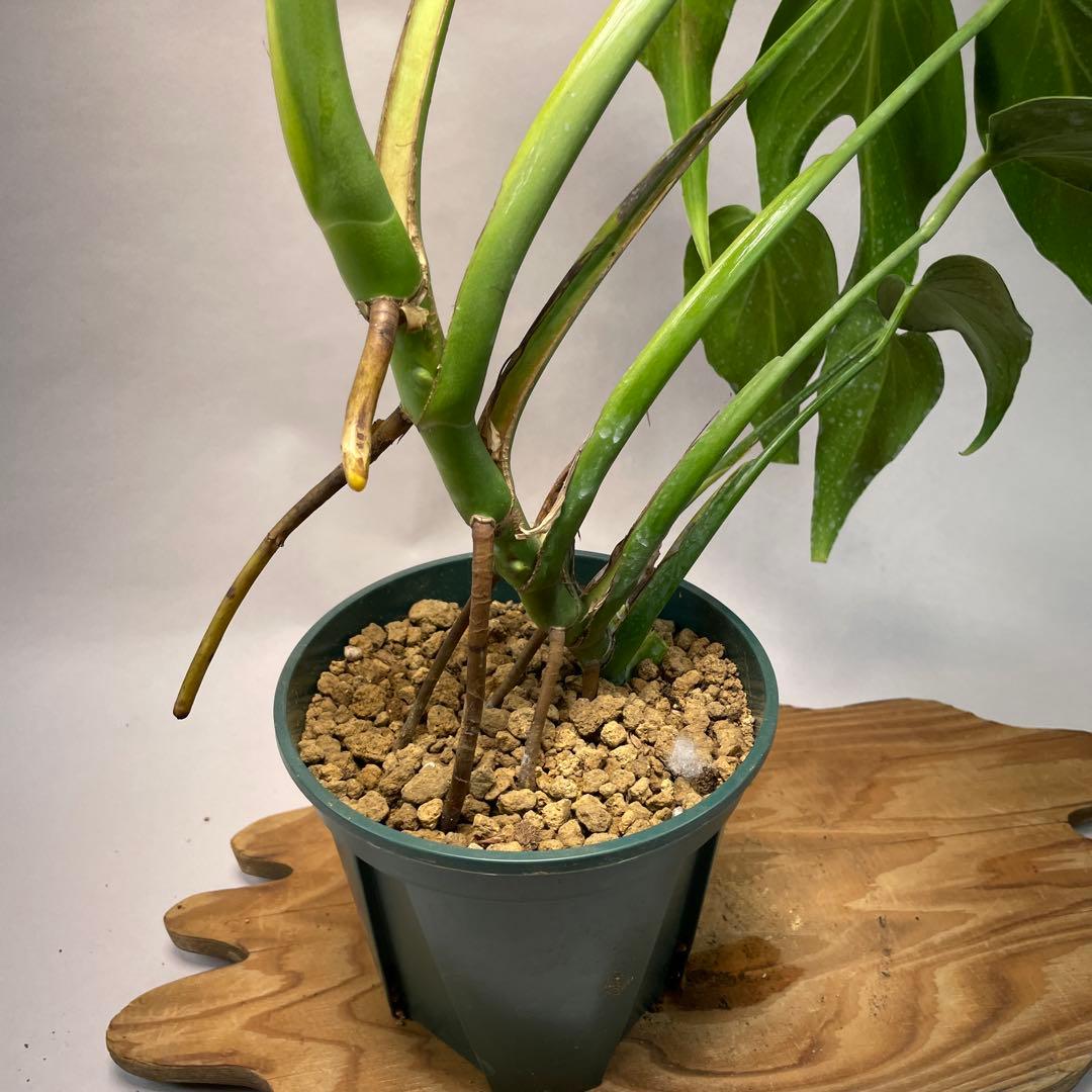 S*T様 L031モンステラ　デリシオーサ　 バールマルクスフレーム