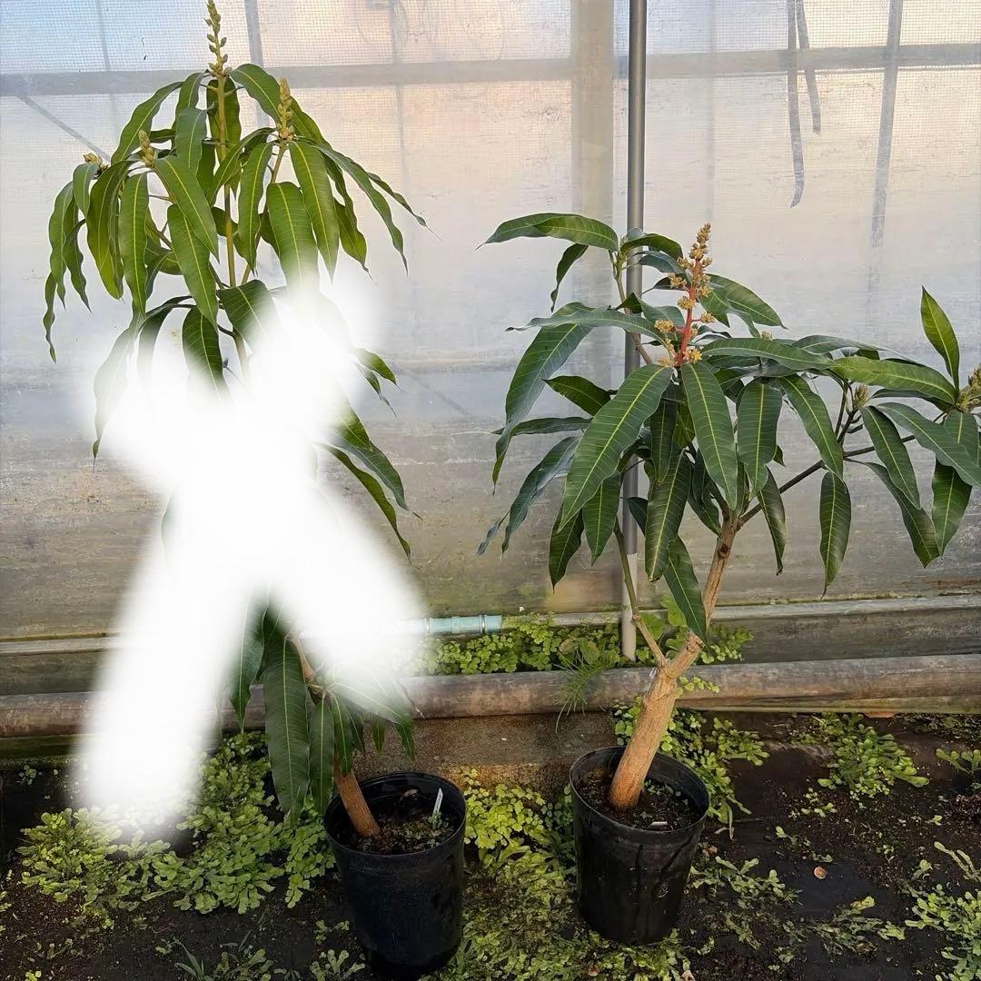 ジル　ゴールデンナゲット　セットマンゴー苗　6号大苗