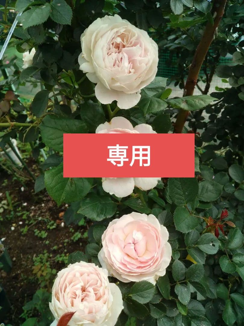 専用ページ、バラ苗・挿し木・四季咲き