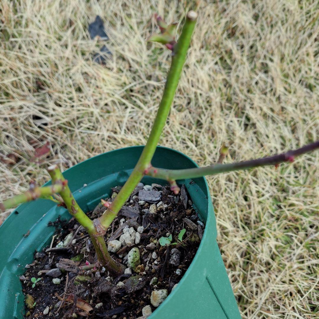 専用ページ、バラ苗・挿し木・四季咲き