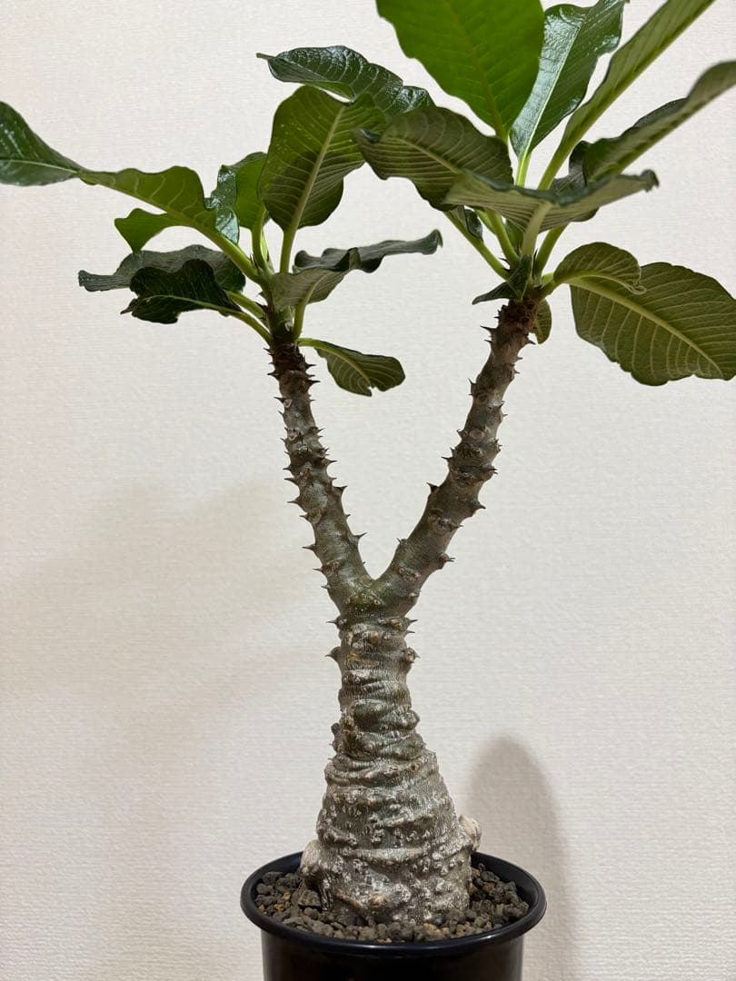 開花株　パキポディウム　ウィンゾリー