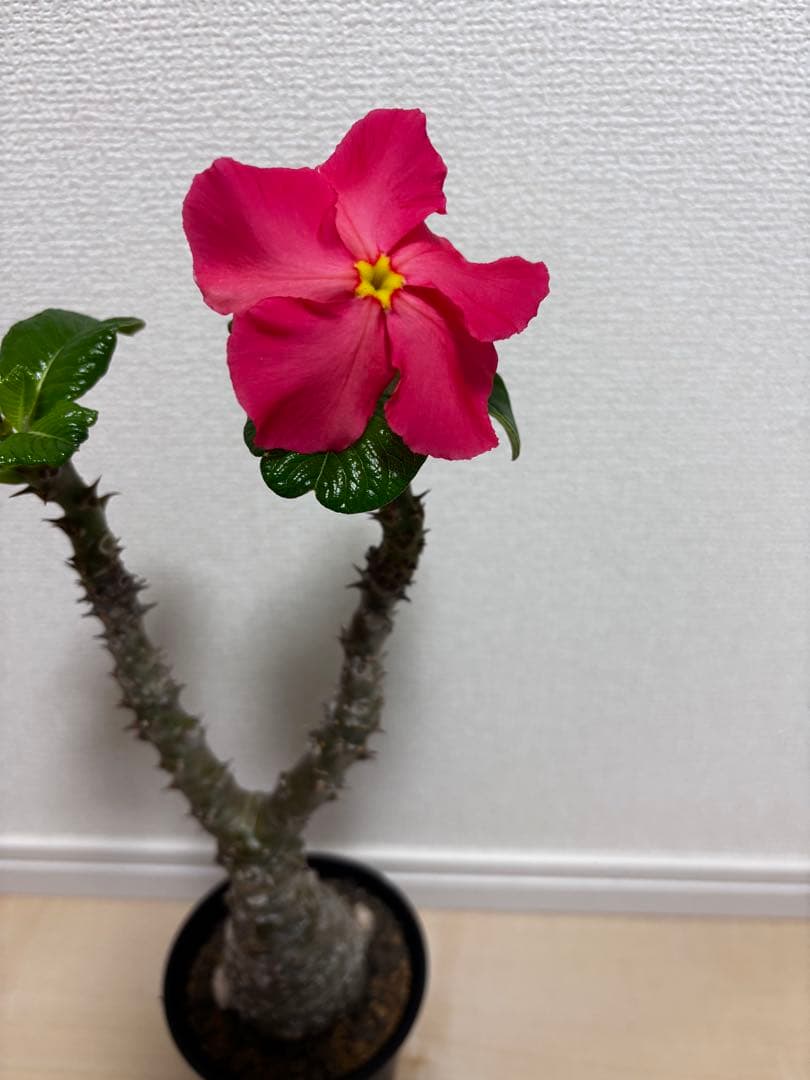 開花株　パキポディウム　ウィンゾリー