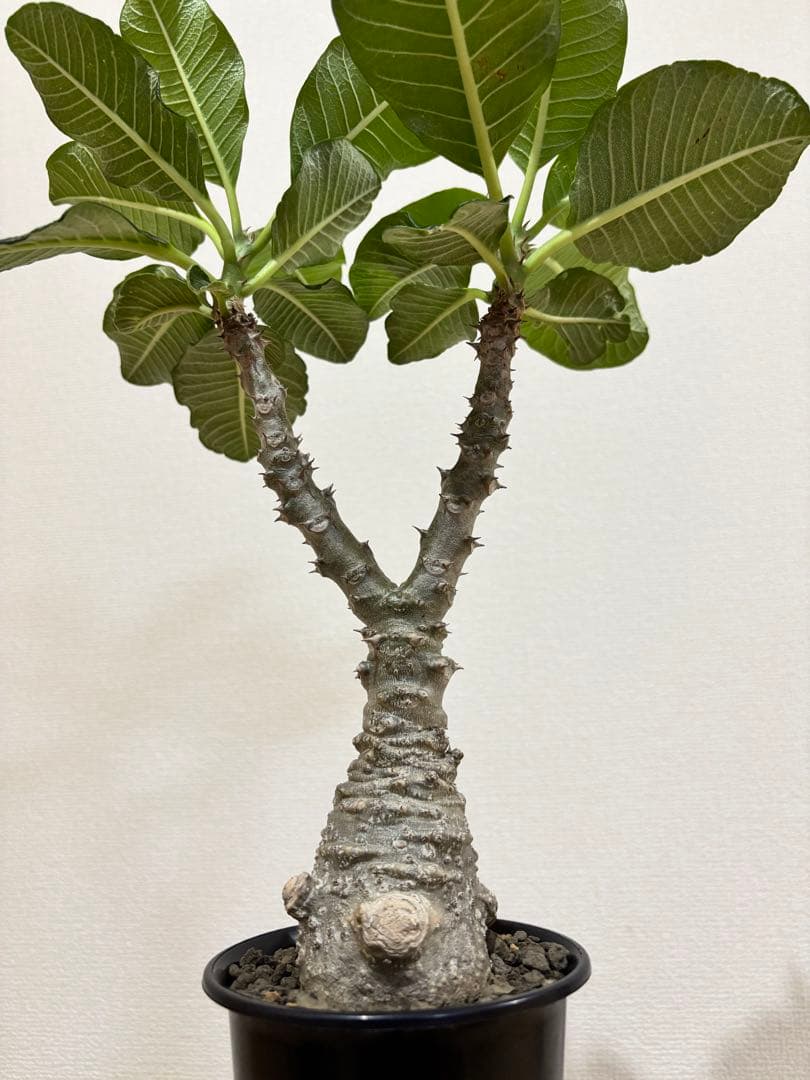 開花株　パキポディウム　ウィンゾリー