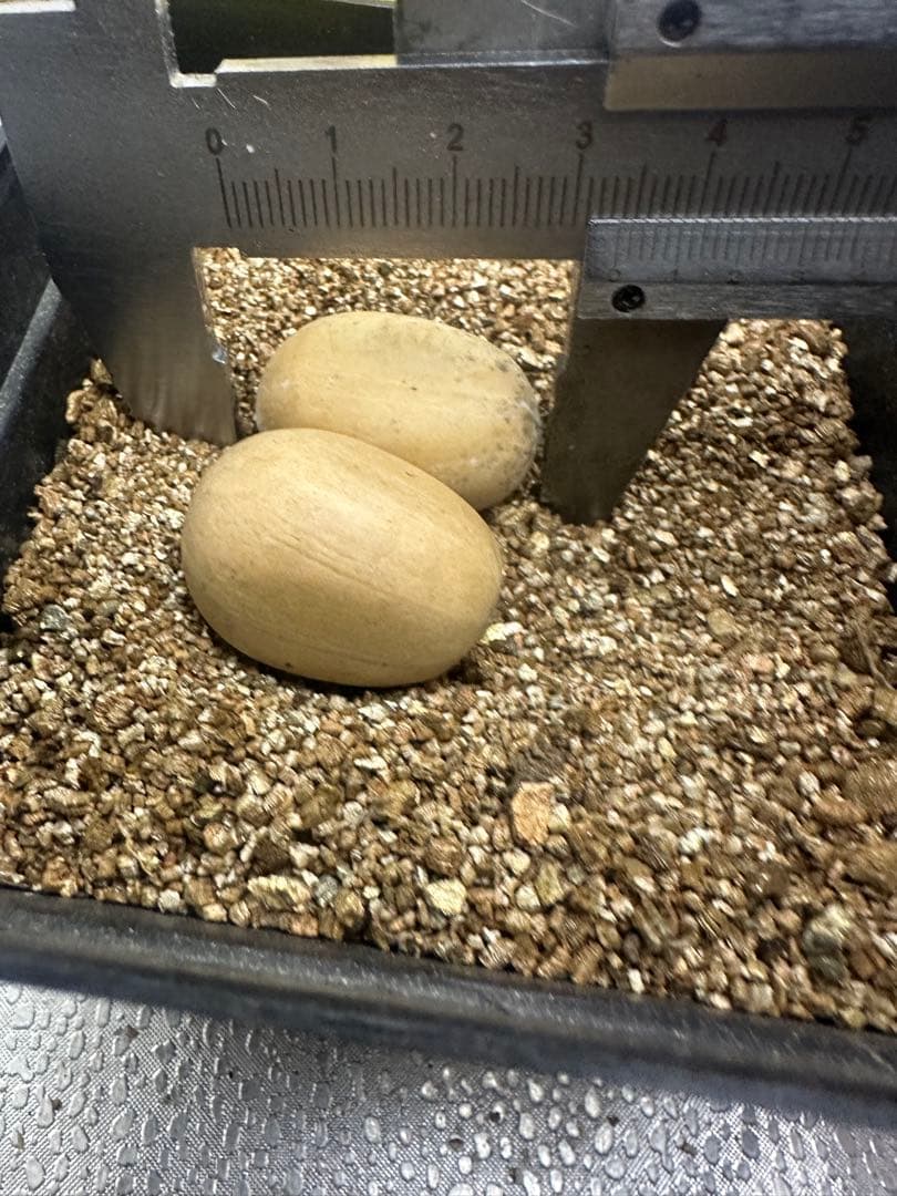 B261エンセファラルトス ホリダス 種子2粒