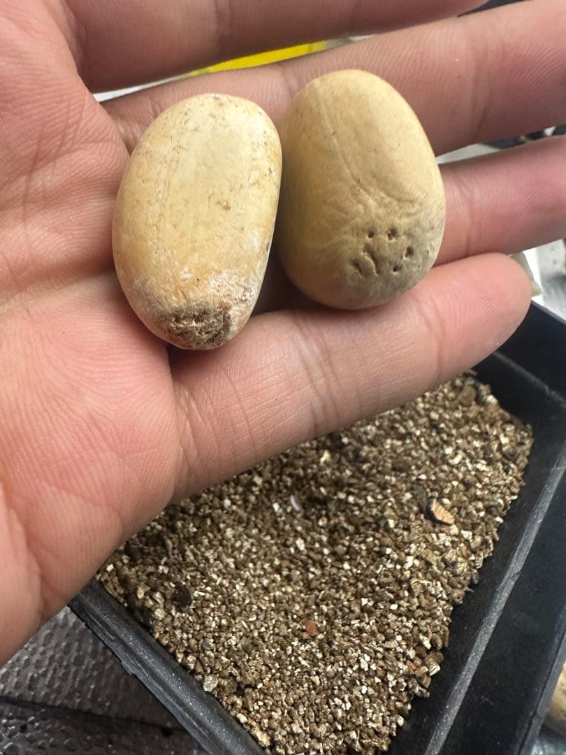 B261エンセファラルトス ホリダス 種子2粒