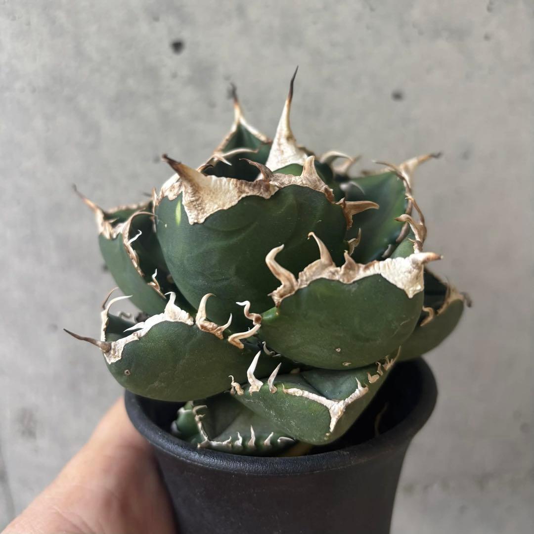 アガベ　チタノタ　NP003 小株