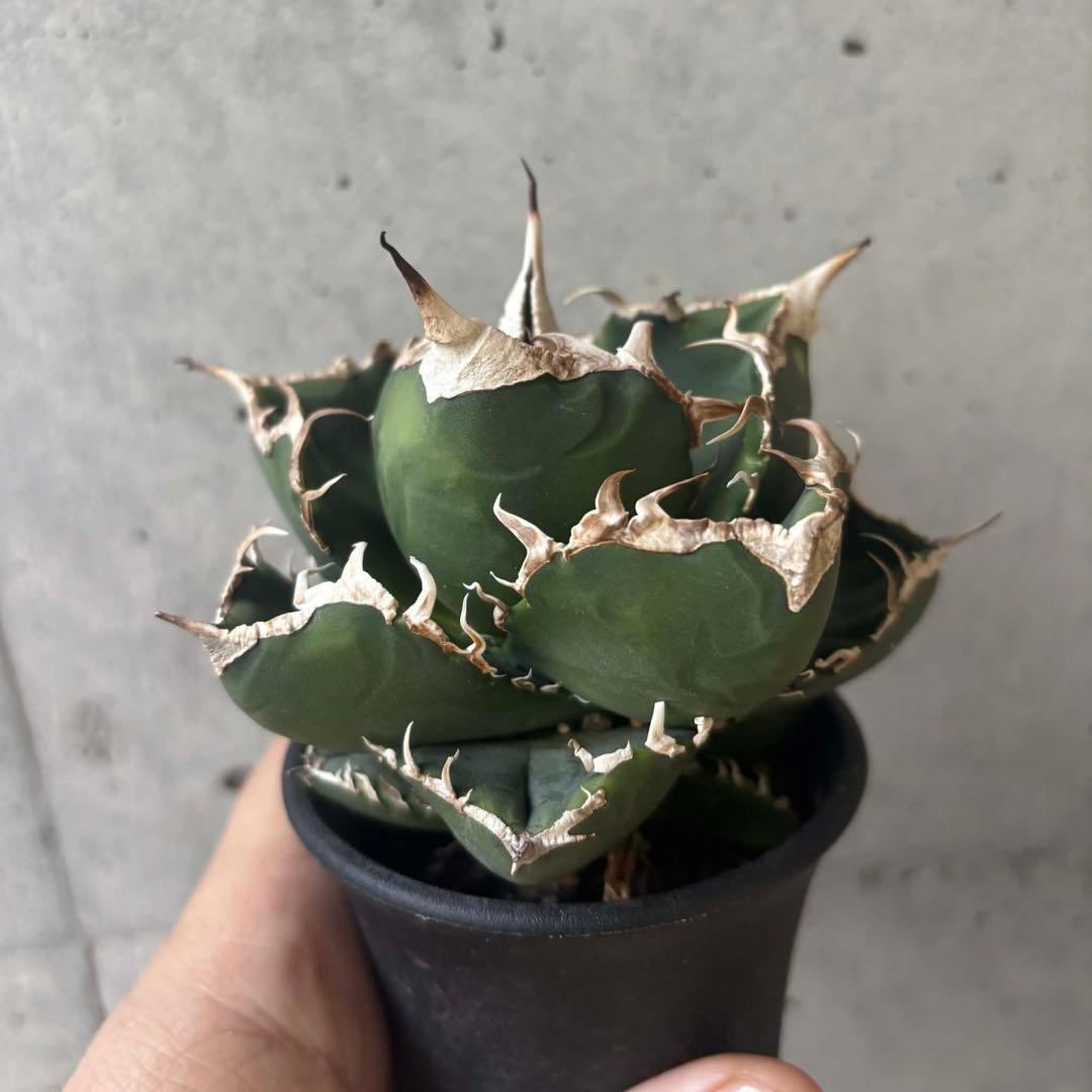 アガベ　チタノタ　NP003 小株