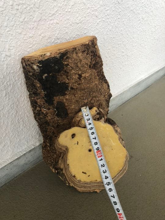 サルノコシカケ