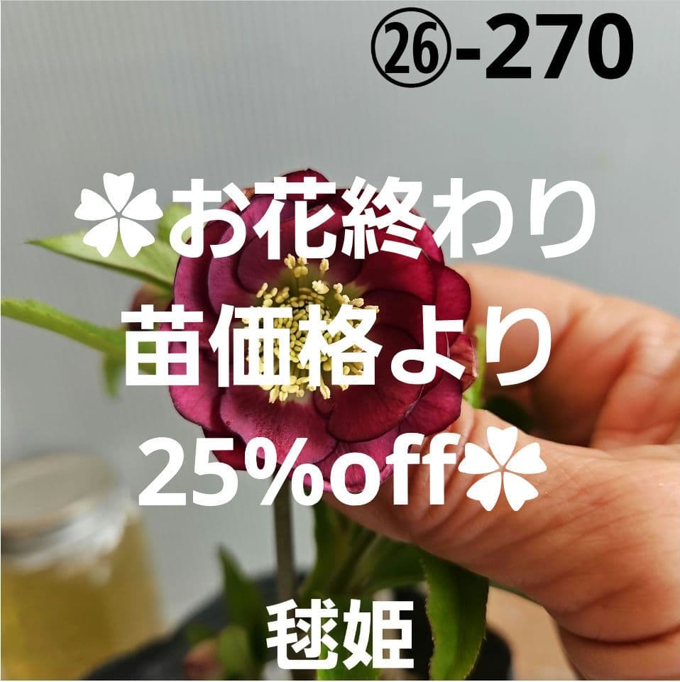 ㉖-270クリスマスローズ