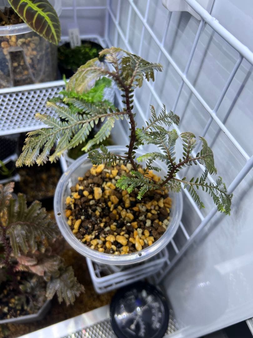 その他観葉植物 Selaginella sp. 'Purple' from Sarawak