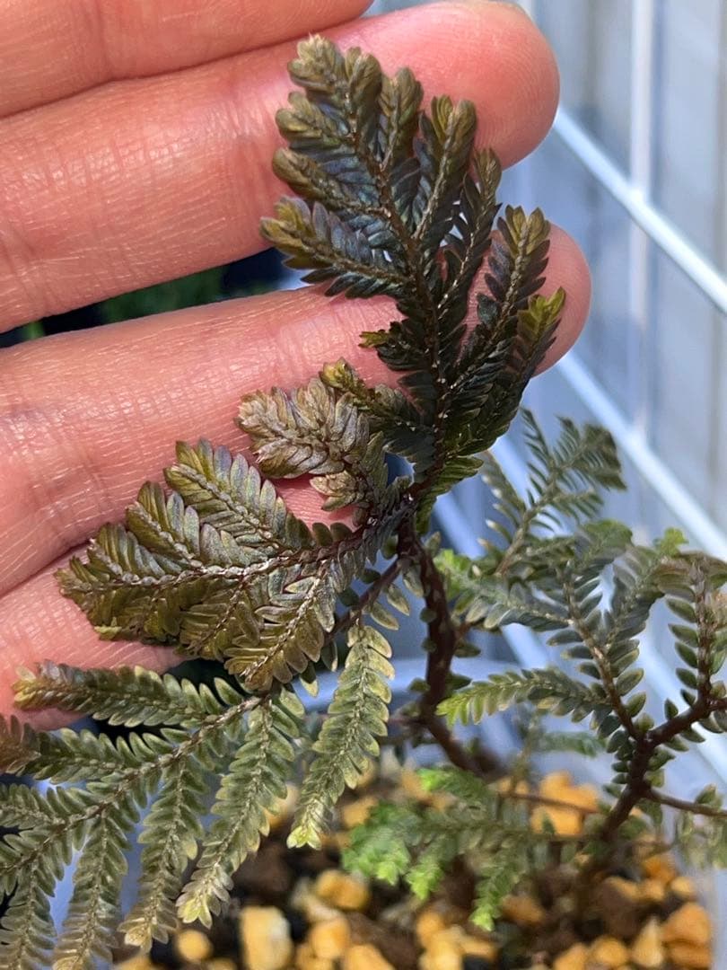 その他観葉植物 Selaginella sp. 'Purple' from Sarawak