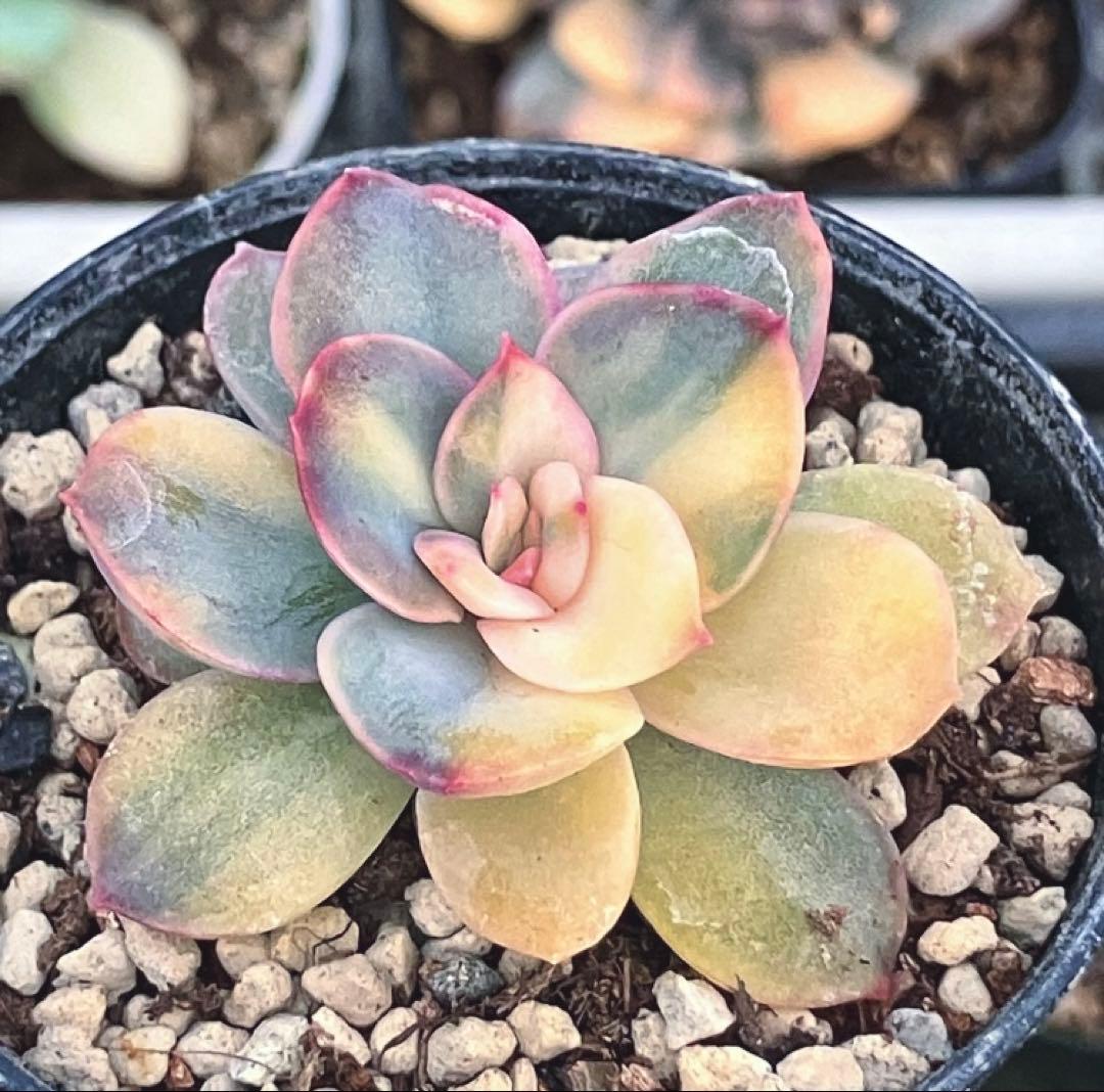 多肉植物　リヤド錦　抜き苗