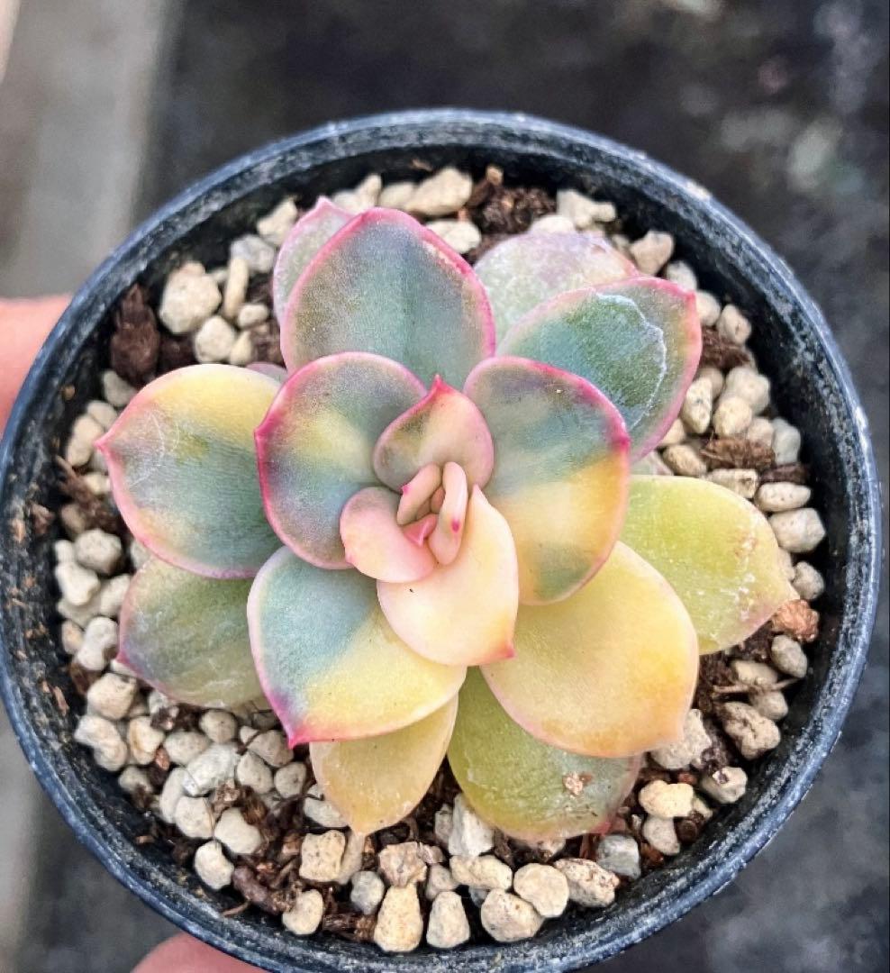 多肉植物　リヤド錦　抜き苗