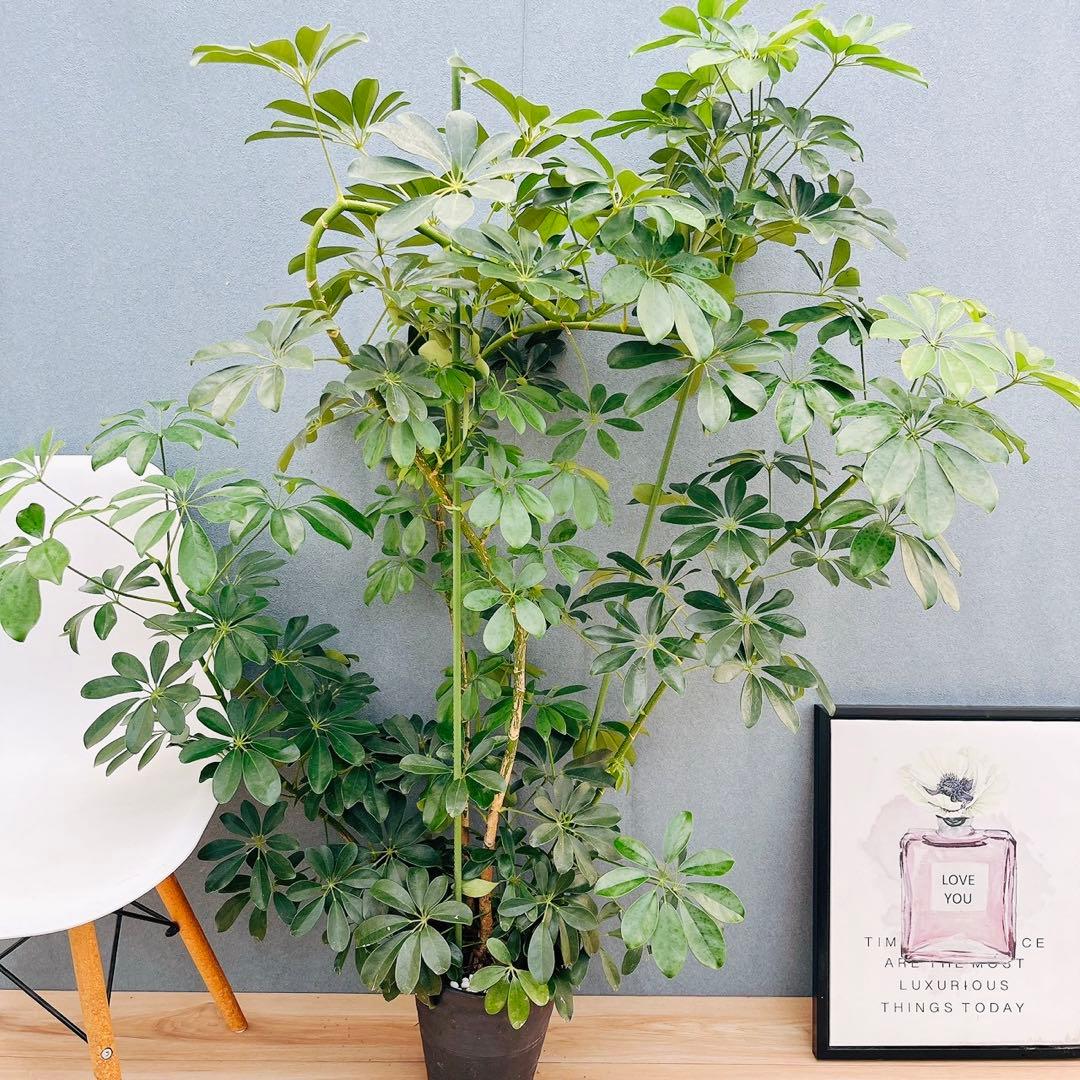 ［現品］G シェフレラ　ホンコンカポック　曲がり　7号　観葉植物　室内　大型