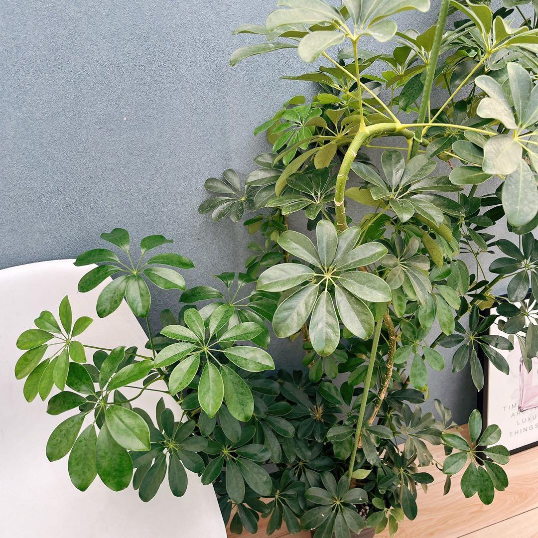 ［現品］G シェフレラ　ホンコンカポック　曲がり　7号　観葉植物　室内　大型