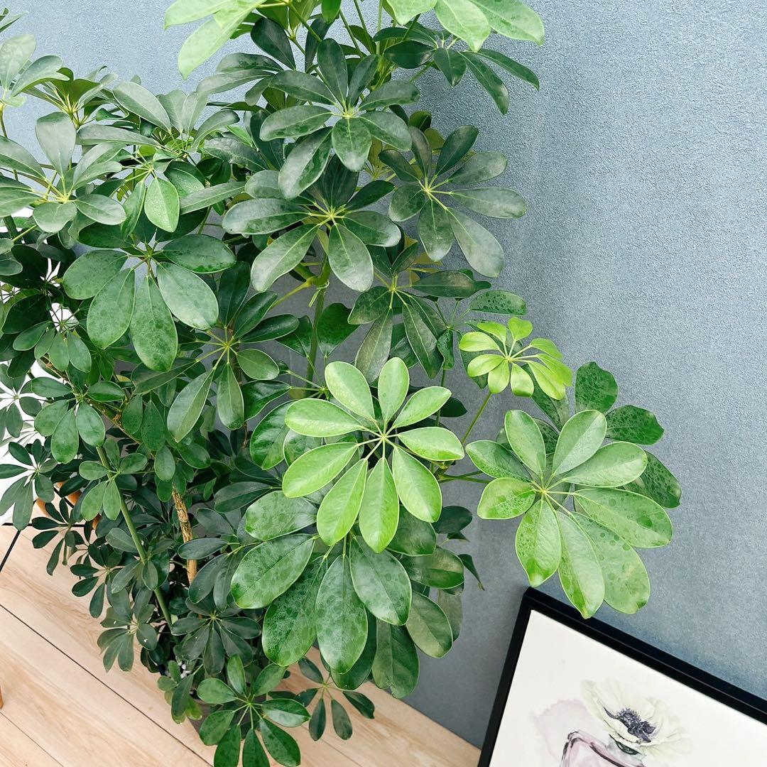 ［現品］G シェフレラ　ホンコンカポック　曲がり　7号　観葉植物　室内　大型