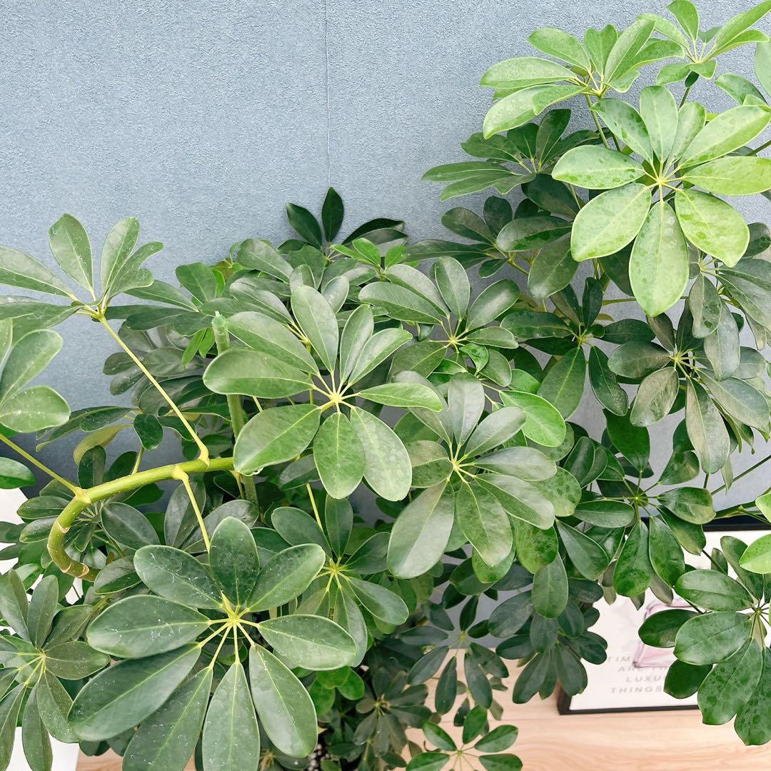 ［現品］G シェフレラ　ホンコンカポック　曲がり　7号　観葉植物　室内　大型