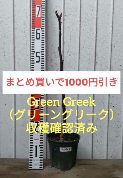 Green Greek（グリーングリーク）　収穫確認済み イチジク苗
